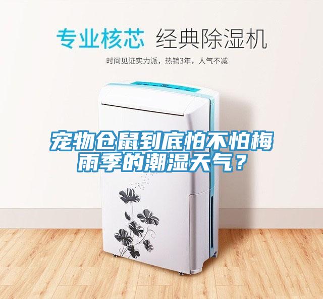 寵物倉(cāng)鼠到底怕不怕梅雨季的潮濕天氣？
